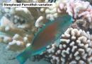 Steephead Parrotfish variation